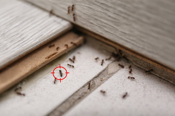 Best Emergency Pest Control  in Pontotoc, MS