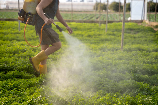 Best Wasp Removal Services  in Pontotoc, MS