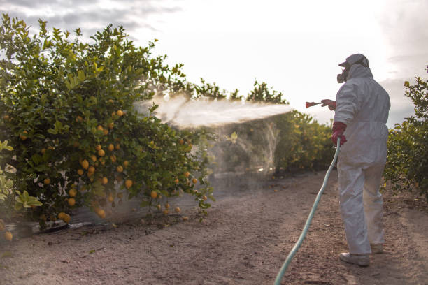 Best Emergency Pest Control  in Pontotoc, MS