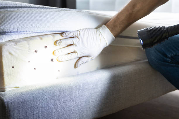 Professional Pest Control in Pontotoc, MS